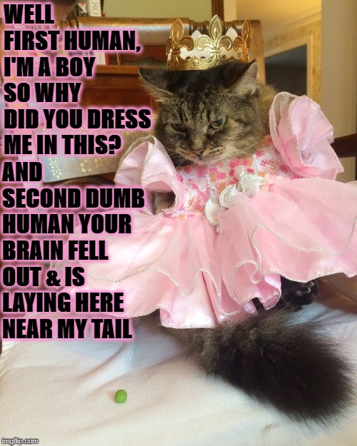 DUMB HUMAN | WELL FIRST HUMAN, I'M A BOY SO WHY DID YOU DRESS ME IN THIS? AND SECOND DUMB HUMAN YOUR BRAIN FELL OUT & IS LAYING HERE NEAR MY TAIL | image tagged in dumb human | made w/ Imgflip meme maker