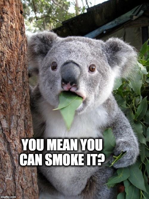 Surprised Koala Meme | YOU MEAN YOU CAN SMOKE IT? | image tagged in memes,surprised koala | made w/ Imgflip meme maker