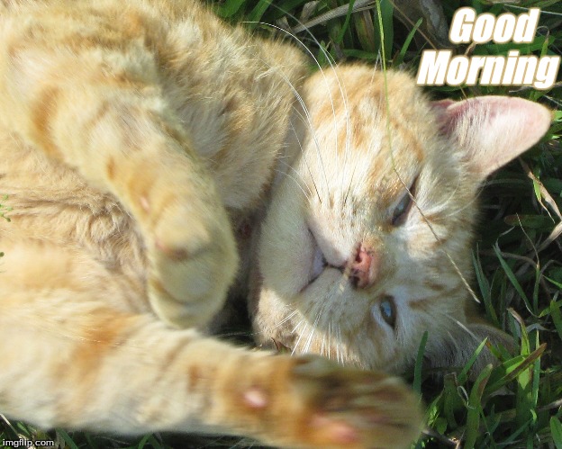 Good Morning | Good   
Morning | image tagged in good morning,memes,good morning cats,cats | made w/ Imgflip meme maker