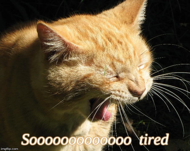 Sooooooooooo tired | Sooooooooooooo  tired | image tagged in soooooooooo tired,memes,cats,funny cats | made w/ Imgflip meme maker