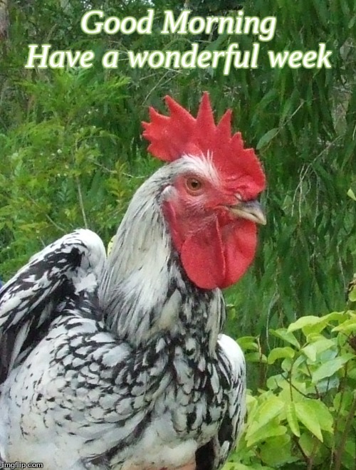 Good morning have a wonderful week | Good Morning
Have a wonderful week | image tagged in good morning,memes,good morning chickens,good morning roosters,have a wonderful week | made w/ Imgflip meme maker