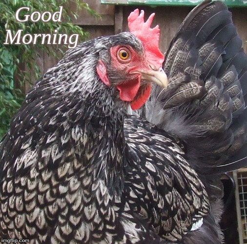 Good morning | Good
Morning | image tagged in good morning,memes,good morning chickens | made w/ Imgflip meme maker