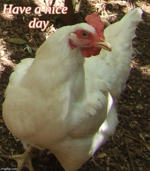 have a nice day | Have a nice         day | image tagged in have a nice day,memes,good morning,good morning chickens | made w/ Imgflip meme maker
