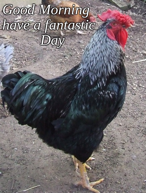 good morning have a fantastic day | Good Morning
have a fantastic
          Day | image tagged in good morning,memes,good morning roosters,good morning chickens | made w/ Imgflip meme maker