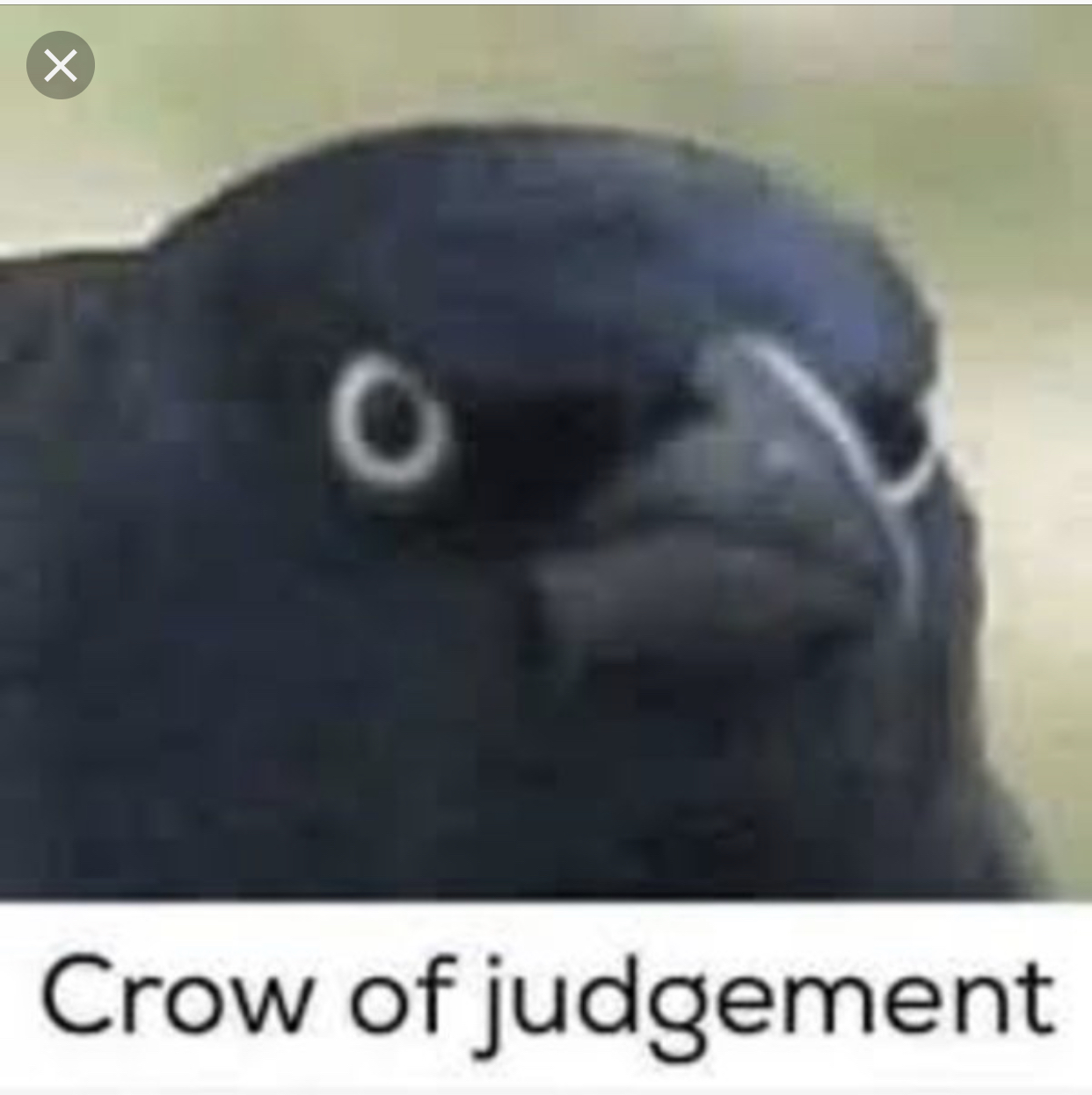 Crow of judgement Blank Meme Template