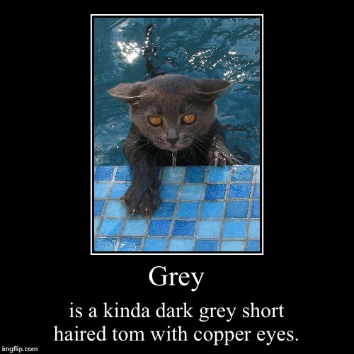 Grey’s Description | image tagged in funny,demotivationals,grey,cat,description | made w/ Imgflip demotivational maker