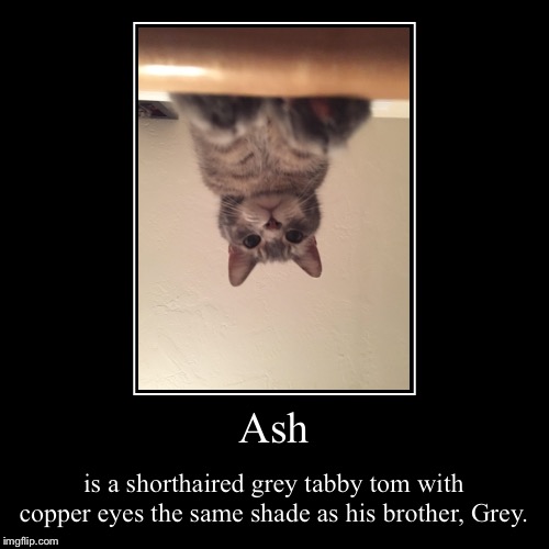 Ash’s Description | image tagged in funny,demotivationals,ash,cat,description | made w/ Imgflip demotivational maker