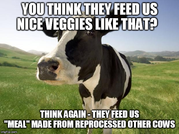 cow | YOU THINK THEY FEED US NICE VEGGIES LIKE THAT? THINK AGAIN - THEY FEED US "MEAL" MADE FROM REPROCESSED OTHER COWS | image tagged in cow | made w/ Imgflip meme maker