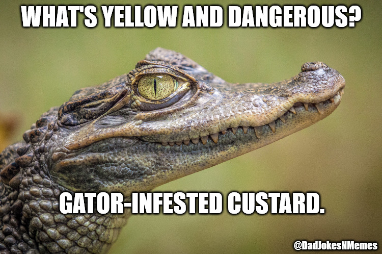 Oh Snap! At least this joke isn't a load of croc. | WHAT'S YELLOW AND DANGEROUS? GATOR-INFESTED CUSTARD. @DadJokesNMemes | image tagged in dad joke,dad jokes,alligator,funny animals | made w/ Imgflip meme maker