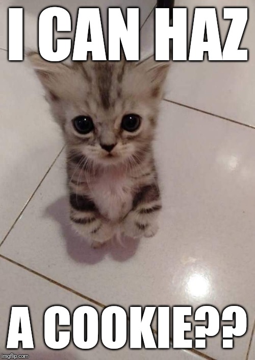 Someone get this cat a cookie!! | I CAN HAZ; A COOKIE?? | image tagged in cat,cookie,lolcats,cute,obama,random | made w/ Imgflip meme maker