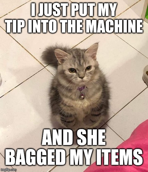 Part 2!! Teejayx6 type stuff | I JUST PUT MY TIP INTO THE MACHINE; AND SHE BAGGED MY ITEMS | image tagged in cat,cool cat stroll,lolcat,scam,money,wells fargo | made w/ Imgflip meme maker