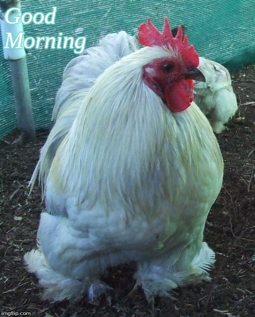Good morning | Good 
Morning | image tagged in good morning,memes,good morning roosters,good morning chickens | made w/ Imgflip meme maker