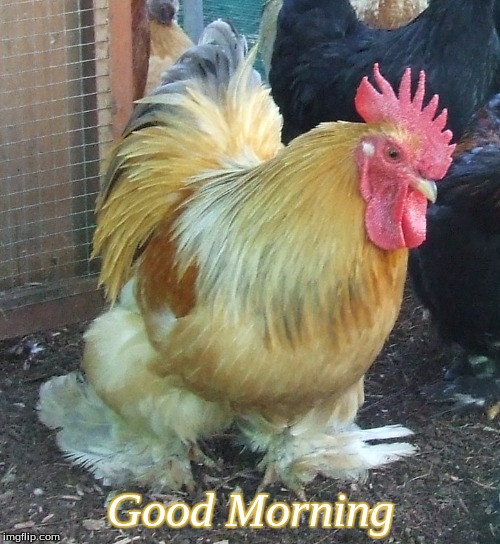 Good morning | Good Morning | image tagged in good morning,memes,good morning chickens | made w/ Imgflip meme maker