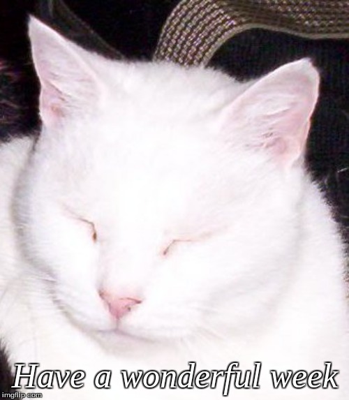 Have a wonderful week | Have a wonderful week | image tagged in good morning,memes,good morning cats | made w/ Imgflip meme maker