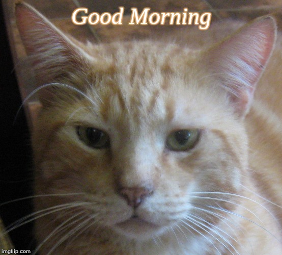 Good morning | Good Morning | image tagged in good morning,memes,good morning cats | made w/ Imgflip meme maker