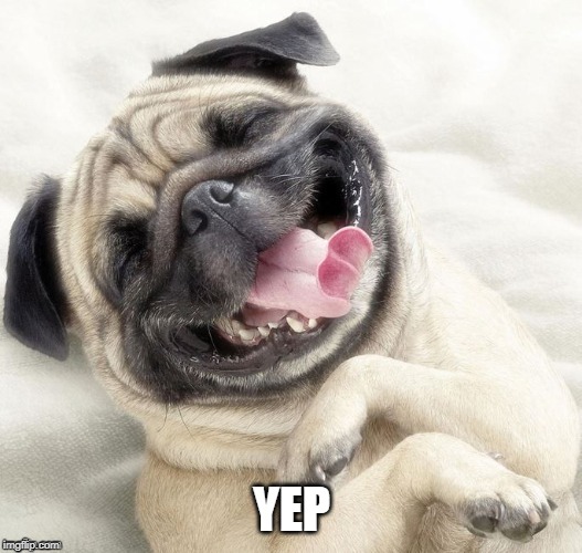 LAUGHING PUG | YEP | image tagged in laughing pug | made w/ Imgflip meme maker