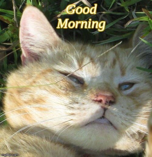 Good Morning | Good
    Morning | image tagged in good morning,memes,good morning cats | made w/ Imgflip meme maker