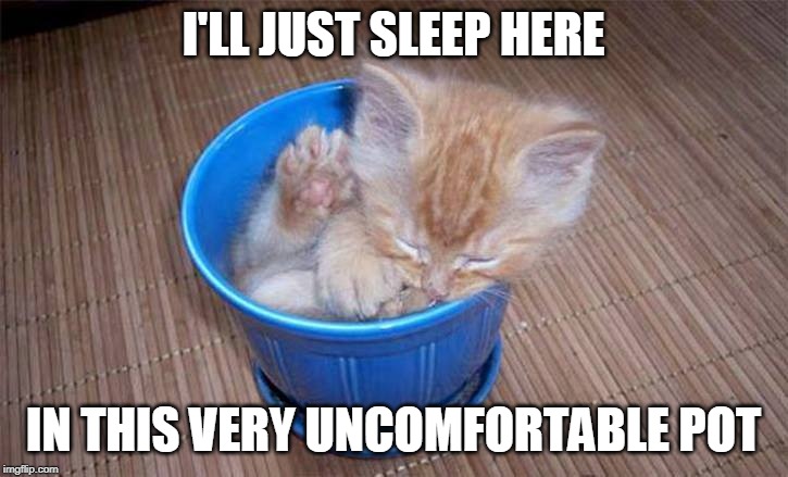 NOT UNCOMFORTABLE TO HIM | I'LL JUST SLEEP HERE; IN THIS VERY UNCOMFORTABLE POT | image tagged in memes,cats,cat,kitten,cute cat | made w/ Imgflip meme maker