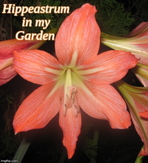 hippeastrum in my garden | Hippeastrum
      in my
    Garden | image tagged in hippeastrum,memes,flowers | made w/ Imgflip meme maker