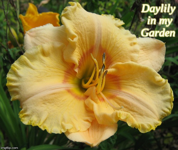 Daylily in my garden | Daylily
in my 
Garden | image tagged in daylily,memes,flowers | made w/ Imgflip meme maker
