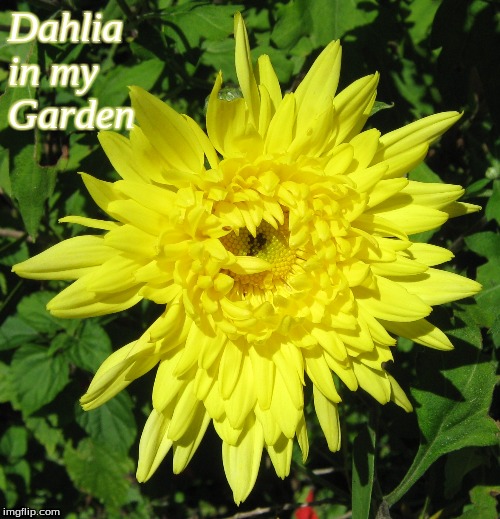 Dahlia in my garden | Dahlia
in my 
Garden | image tagged in dahlia,memes,flowers | made w/ Imgflip meme maker