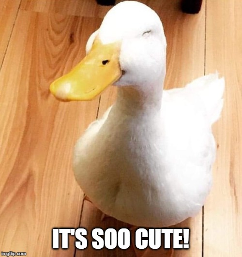 SMILE DUCK | IT'S SOO CUTE! | image tagged in smile duck | made w/ Imgflip meme maker