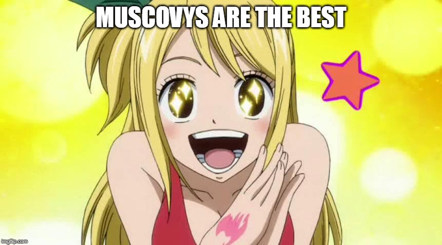 lucy star eyes | MUSCOVYS ARE THE BEST | image tagged in lucy star eyes | made w/ Imgflip meme maker