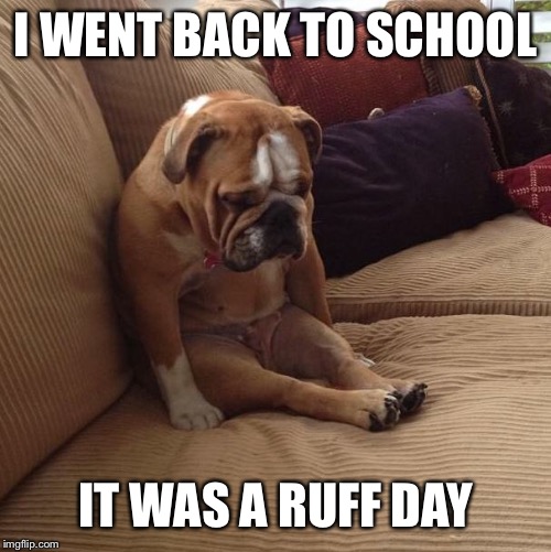 bulldogsad | I WENT BACK TO SCHOOL; IT WAS A RUFF DAY | image tagged in bulldogsad | made w/ Imgflip meme maker