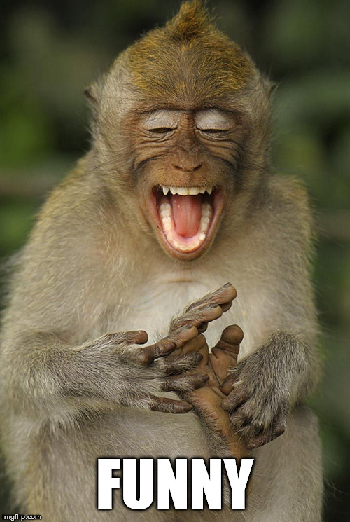 laughing monkey | FUNNY | image tagged in laughing monkey | made w/ Imgflip meme maker