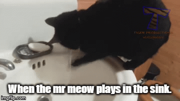 Sink Cat | When the mr meow plays in the sink. | image tagged in gifs,kitty cat,sink | made w/ Imgflip video-to-gif maker