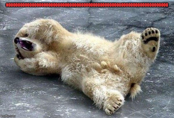 Oh nooo polar bear | NOOOOOOOOOOOOOOOOOOOOOOOOOOOOOOOOOOOOOOOOOOOOOOOOOOOOOOOOOOOOOOOOOOOO | image tagged in oh nooo polar bear | made w/ Imgflip meme maker