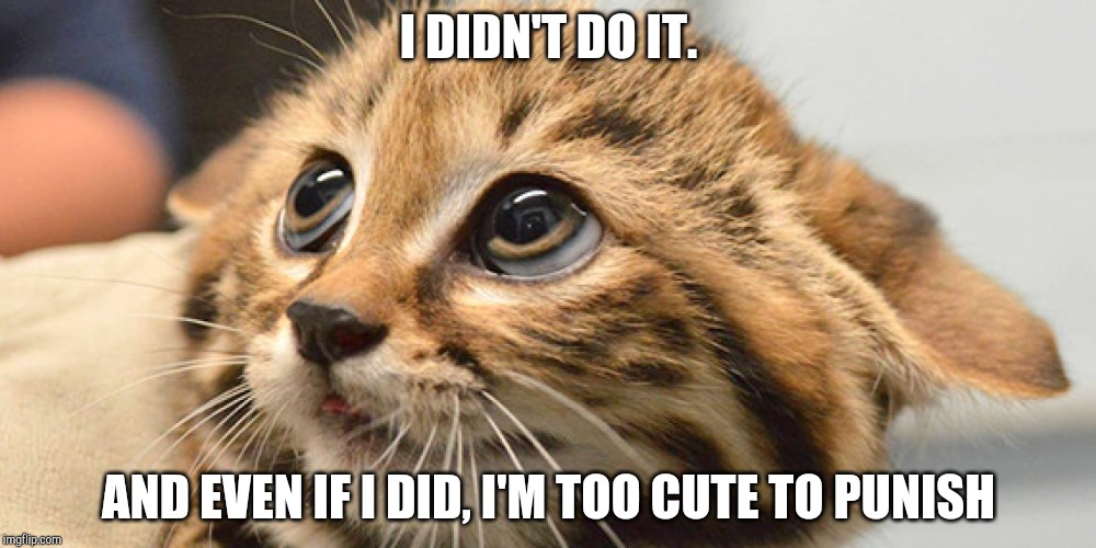 Innocence Kitten | I DIDN'T DO IT. AND EVEN IF I DID, I'M TOO CUTE TO PUNISH | image tagged in innocence kitten | made w/ Imgflip meme maker
