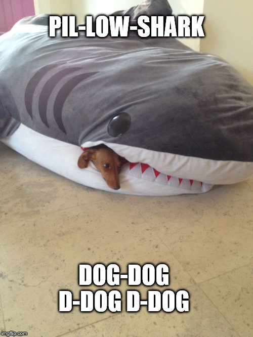 Dachshund In Pillow | PIL-LOW-SHARK; DOG-DOG D-DOG D-DOG | image tagged in dachshund in pillow,baby shark | made w/ Imgflip meme maker