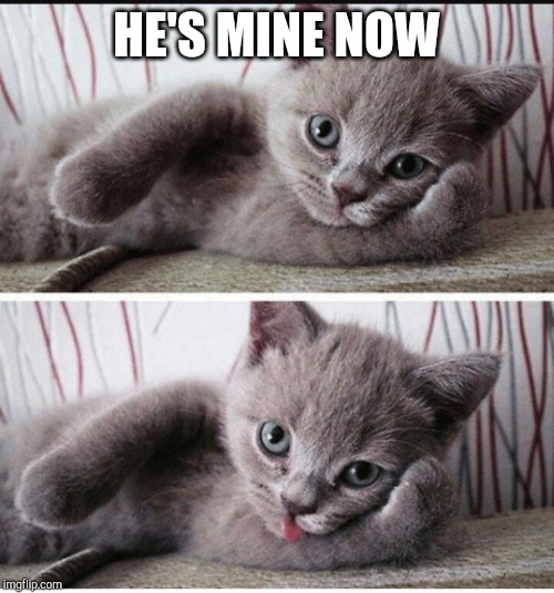 Sexy kitten  | HE'S MINE NOW | image tagged in sexy kitten | made w/ Imgflip meme maker