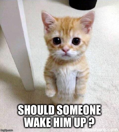 Cute Cat Meme | SHOULD SOMEONE WAKE HIM UP ? | image tagged in memes,cute cat | made w/ Imgflip meme maker