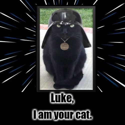 Luke's Cat | image tagged in funny,demotivationals,star wars,cats,funny cats | made w/ Imgflip demotivational maker