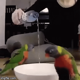 water is love | image tagged in gifs | made w/ Imgflip video-to-gif maker