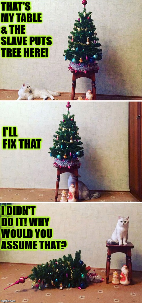 BLATANT LIAR | THAT'S MY TABLE & THE SLAVE PUTS TREE HERE! I'LL FIX THAT; I DIDN'T DO IT! WHY WOULD YOU ASSUME THAT? | image tagged in blatant liar | made w/ Imgflip meme maker
