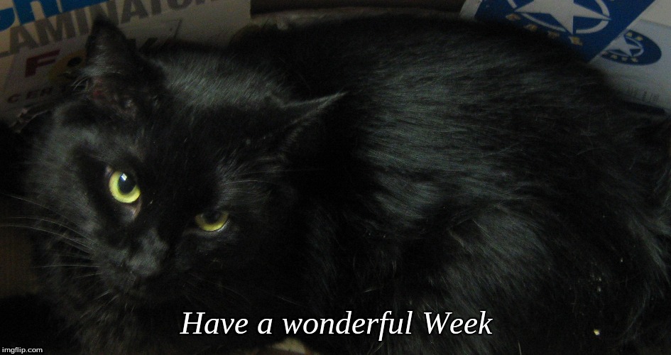 have a wonderful week | Have a wonderful Week | image tagged in good morning,good morning cats,cats,memes,black cats | made w/ Imgflip meme maker