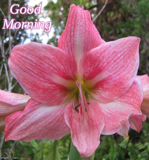 Good morning | Good
Morning | image tagged in good morning,memes,good morning flowers | made w/ Imgflip meme maker