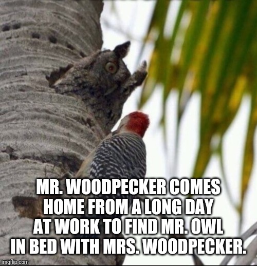 Could you not! | MR. WOODPECKER COMES HOME FROM A LONG DAY AT WORK TO FIND MR. OWL IN BED WITH MRS. WOODPECKER. | image tagged in could you not | made w/ Imgflip meme maker