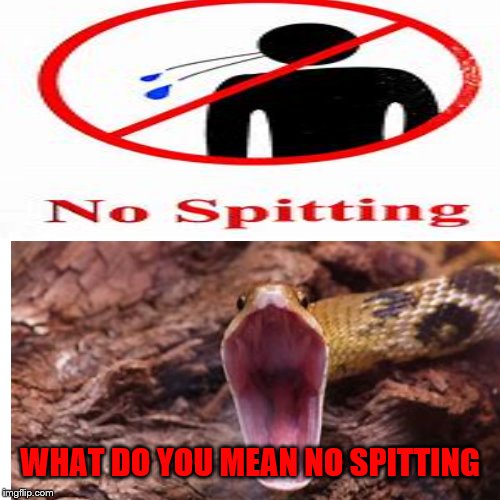 Some signs tick animals off | WHAT DO YOU MEAN NO SPITTING | image tagged in snake,animals | made w/ Imgflip meme maker
