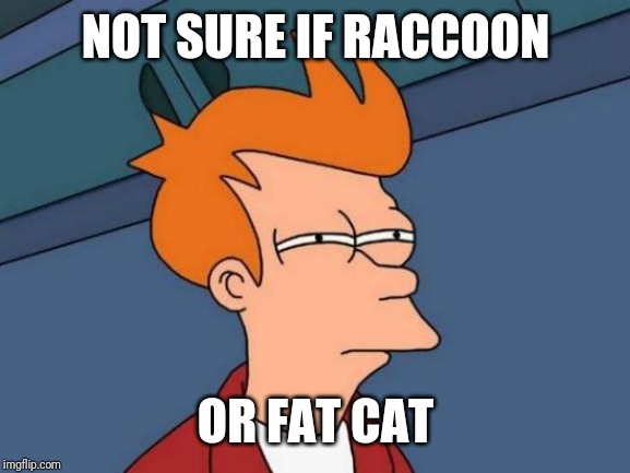 Futurama Fry Meme | NOT SURE IF RACCOON OR FAT CAT | image tagged in memes,futurama fry | made w/ Imgflip meme maker