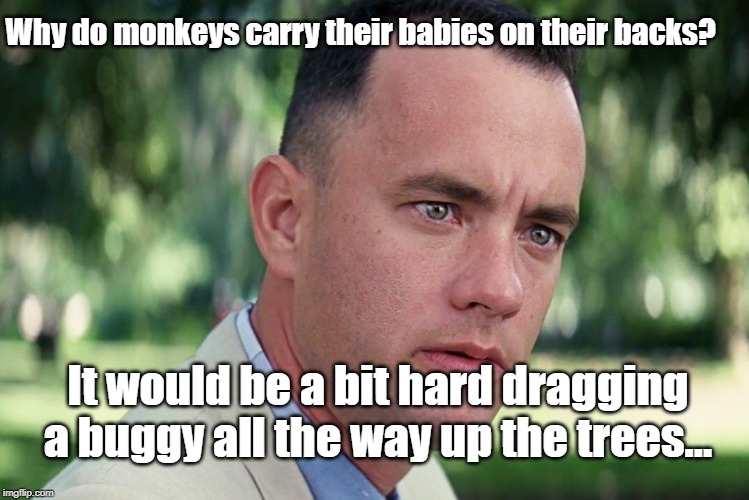 And Just Like That Meme | Why do monkeys carry their babies on their backs? It would be a bit hard dragging a buggy all the way up the trees… | image tagged in memes,and just like that | made w/ Imgflip meme maker