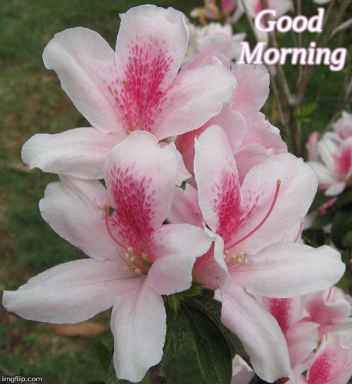 Good morning | Good   
Morning | image tagged in good morning,memes,good morning flowers,flowers | made w/ Imgflip meme maker