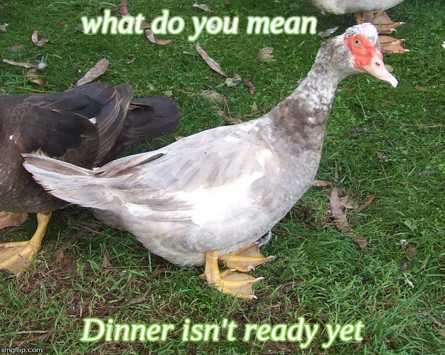 what do you mean dinner isn't ready yet | what do you mean; Dinner isn't ready yet | image tagged in ducks,funny ducks,memes | made w/ Imgflip meme maker