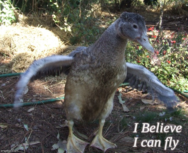 I believe i can fly | I Believe 
I can fly | image tagged in ducks m,memes,funny ducks | made w/ Imgflip meme maker
