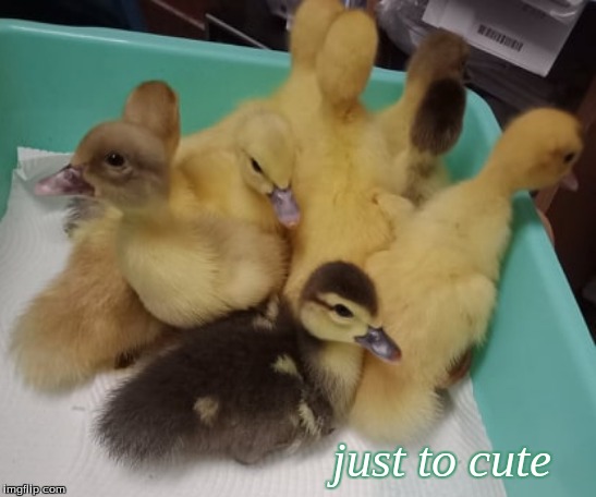 just to cute | just to cute | image tagged in just to cute,memes,cute ducklings,ducklings,ducks | made w/ Imgflip meme maker