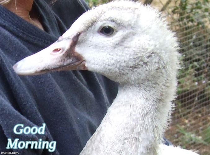 Good morning | Good
 Morning | image tagged in good morning,memes,good morning ducks,ducks | made w/ Imgflip meme maker