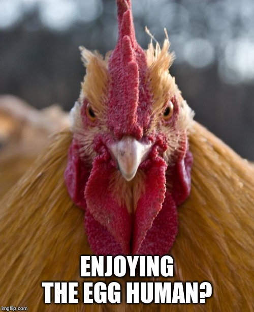 Breakfast is the most important meal of the day. | ENJOYING THE EGG HUMAN? | image tagged in angry chicken,eat more eggs,sorry chicken i was hungry,i was weak,no vegan for me | made w/ Imgflip meme maker